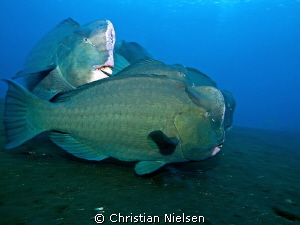 I like these special fish (and the great diving in Tulamb... by Christian Nielsen 